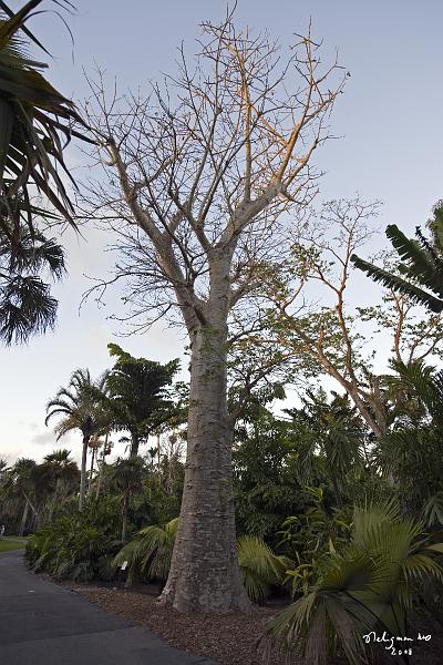 20080424_194121 D3 P.jpg - Fairchild Garden